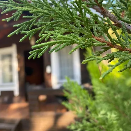 Hotel Pine & Luxury Concept