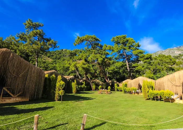 Pine & Luxury Concept *