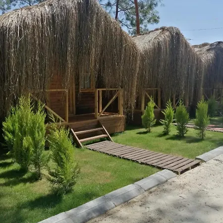 Pine